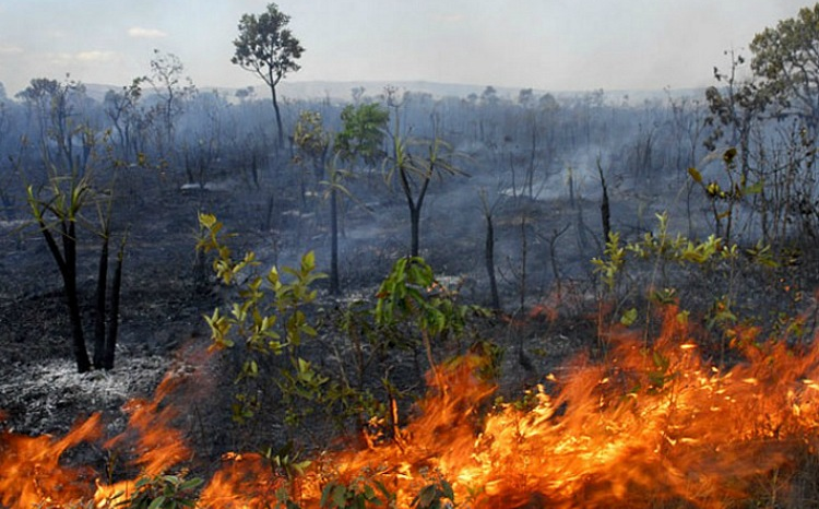 Partículas de queimadas causam danos ao pulmão humano